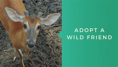 Adopt A Wild Friend With Oatland Island Wildlife Center