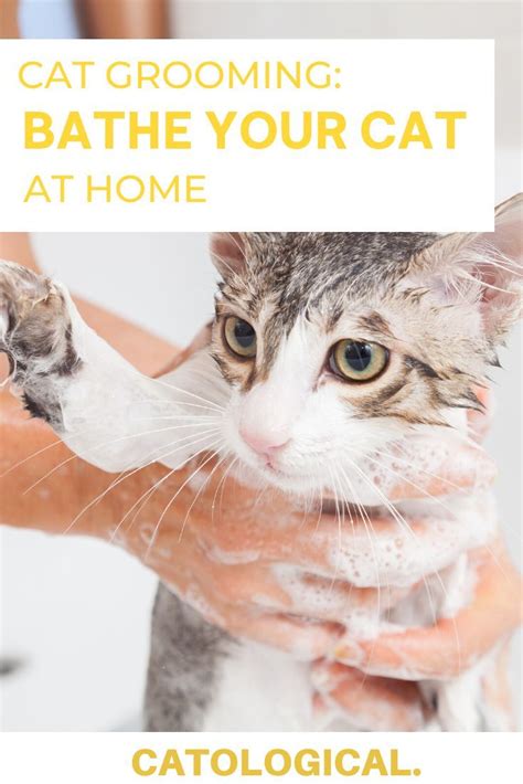 How To Bathe Your Cat Best Conditioning Shampoo Ratings And Reviews