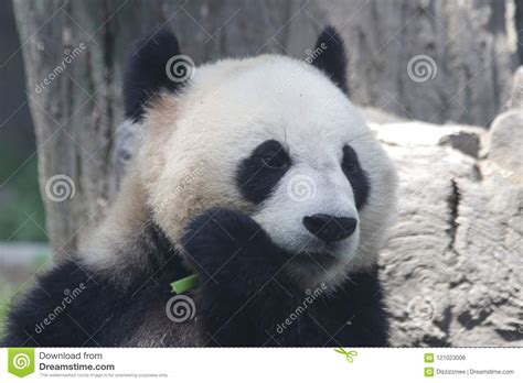 Funny Pose Of Giant Panda Stock Photo Image Of Nature 121023006