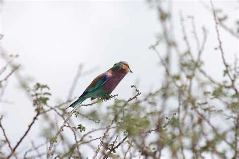 Beasts Of Botswana The Lilac Breasted Roller Venturesome Overland