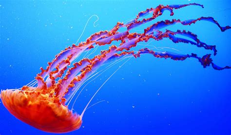 Treating Jellyfish Stings Aquaviews Leisure Pro