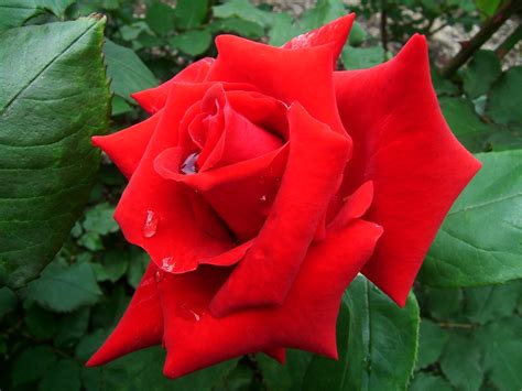 Fleurs De Rose Les Plus Belles Photos Par Bonjour Nature