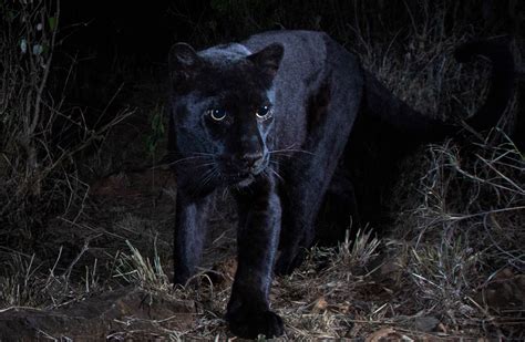 African Black Leopard Photographed For The 1st Time In Over 100 Years