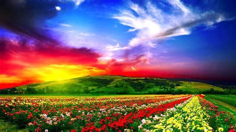 Gorgeous Sky Over Beautiful Fields Of Flowers Wide