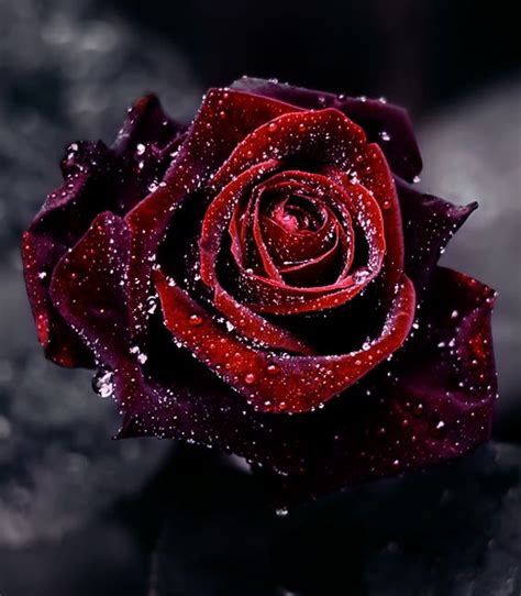 Im Not Really A Big Flowers Girl But I Love Deep Blood Red Roses