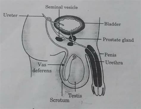 Male Reproductive Anatomy Diagram Labeled Urinary And Reproductive