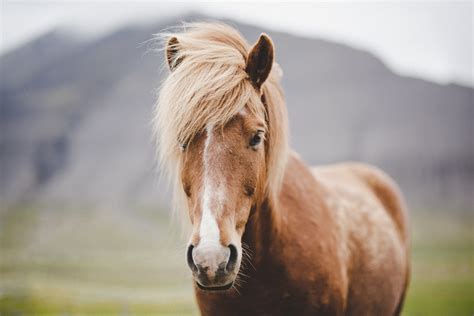 Icelandic horses: Everything you need to know about this special breed