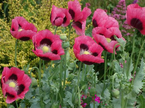 Oriental Poppies Identification And Growing Guide Saga