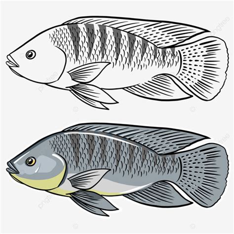 Tilapia Tilapia Fish Tilapia Drawing Fish Drawing Tilapia Sketch Png