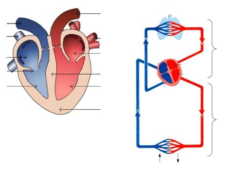 Anatomie Du Coeur Et De La Circulation Sanguine Diagram Quizlet