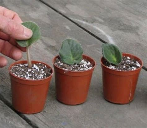 Methods Of Propagating The African Violet From A Leaf Global