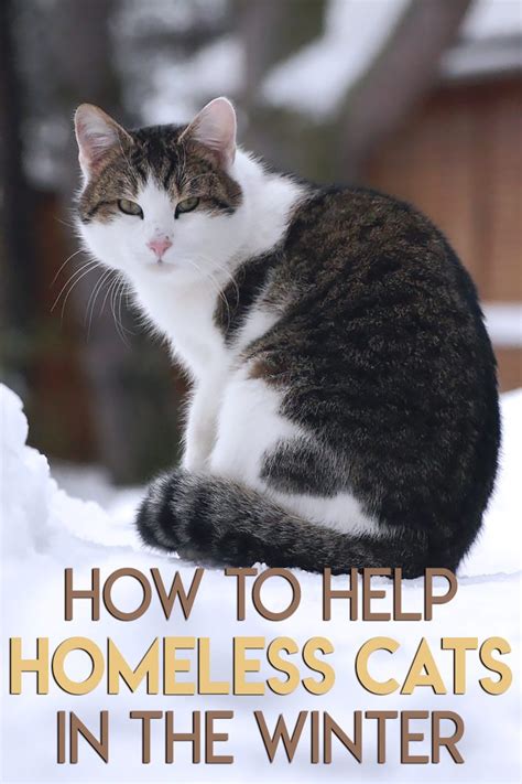 Quiet Cornerhow To Help Homeless Cats In The Winter Quiet Corner