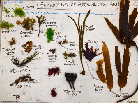 An Introduction To Seaweed Foraging Seaweed Wild Food Foraging