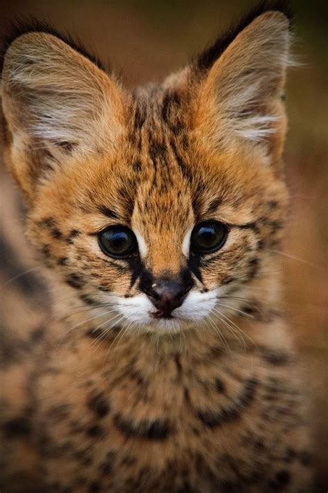 An Adorable Serval Kitten Cats N Kittens Cat Pictures Cute Kittens