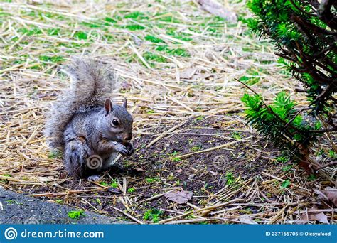 Gray Squirrel Eating A Hazelnut On The Ground Stock Image Image Of