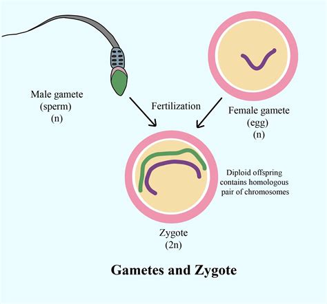Define Zygote And Gametes