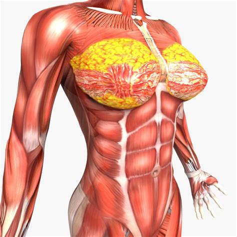 Start studying human muscle diagram. Female Anatomy - Rigged 3d model - CGStudio