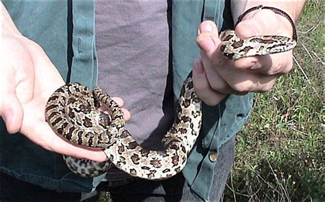 A Hillbilly Guide To Snakes The Prairie Kingsnake Snake Be The