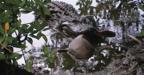 Biologists Surprised By Outcome Of Alligator Vs Shark Showdown