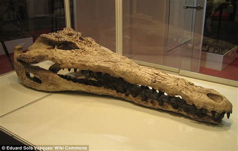 Researchers Say The American Alligator Is 6 Million Years Older Than