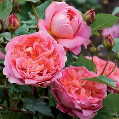 Boscobel 3ft 90cm Standard Rose Roses Victoria