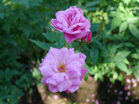 Purple Rose Tropical Rose Garden Stock Photo Image Of Plant Rose