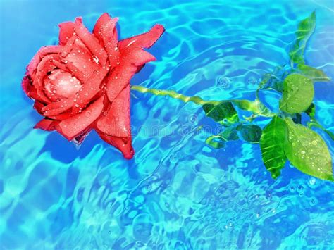 Rose In Water Stock Image Image Of Rose Sail Beauty 55277755