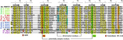 Structural Alignment Of Npl Sequences The Structures Of Xenopus