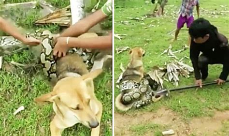 Would A Dog Eat A Snake