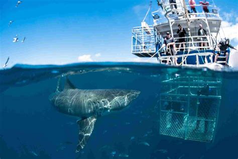 Shark Cage Diving Wide Vision Travel