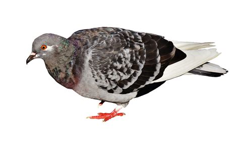 Rock Dove Background Png Png Play