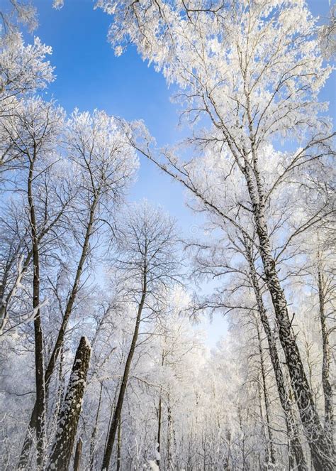 Birch Trees In Winter Wild Forest In Siberia Russia Stock Photo