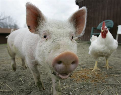 Campaign aims to show farm animals' intelligence | The Spokesman-Review