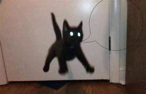 Demon Cat Says Blank Template Imgflip