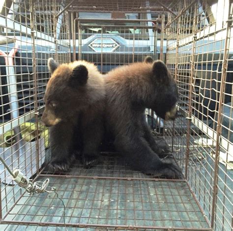 Orphaned Bear Cubs Found Still Clinging To Their Dead Mother Bear
