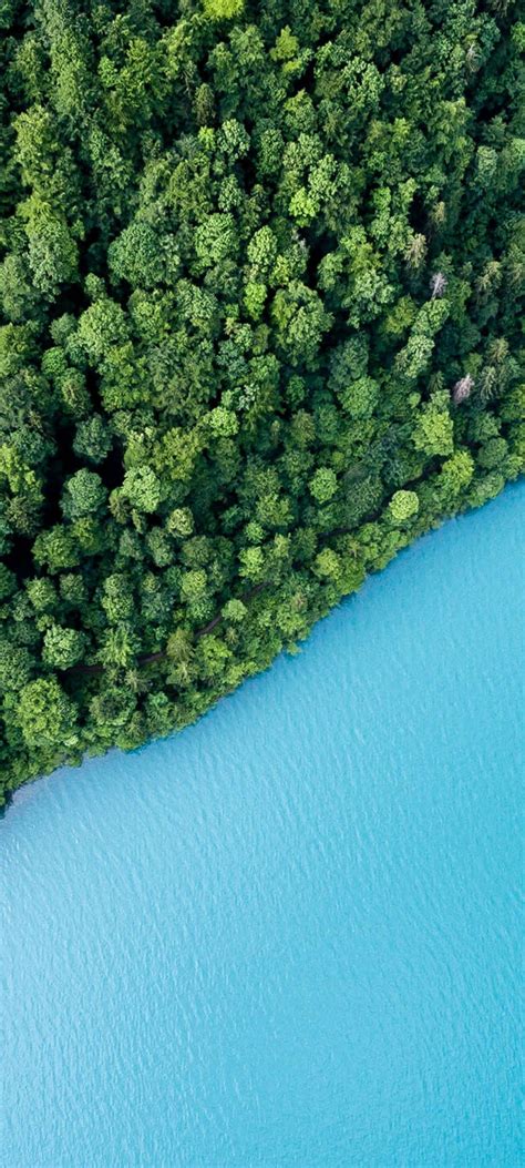 Green Forest Wallpaper 4k Trees Aerial View Body Of Water Nature 5002