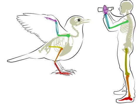 Human And Bird Anatomy Brainpop Educators