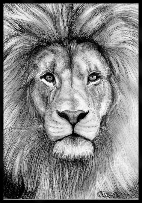 Lion Drawing Pencil Sketch Colorful Realistic Art Images Drawing