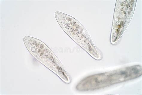 Paramecium Caudatum Is A Genus Of Unicellular Ciliated Protozoan Stock