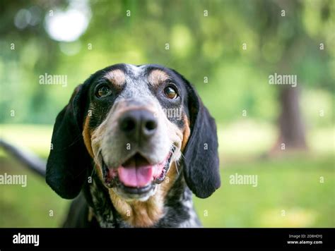 A Bluetick Coonhound Dog With A Happy Expression Outdoors Stock Photo