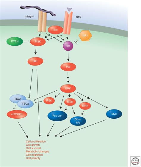 Signal Transduction In Cancer