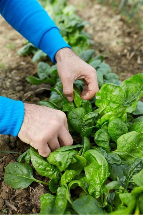 How To Harvest Spinach So It Keeps Growing Growfully