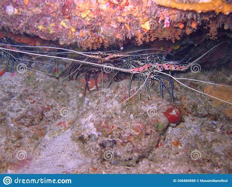 Painted Spiny Lobster Under The Reef Stock Photo Image Of Province