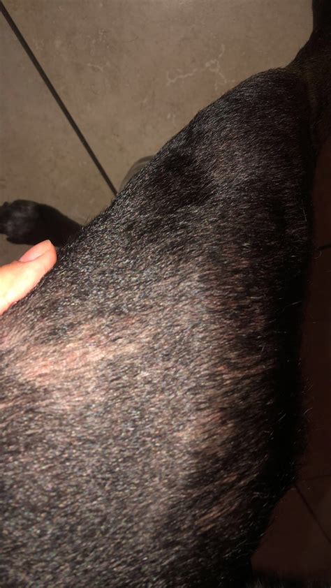 She Has Random Bald Spots Shes Pitbull Two Days Ago Its Just One