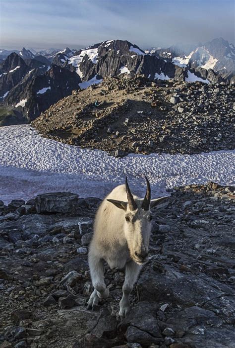 Mountain Goat At Sahale Glacier Camp North Cascades National Park 2