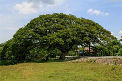 Revelando Los Secretos De Los árboles Tropicales Jardineria On