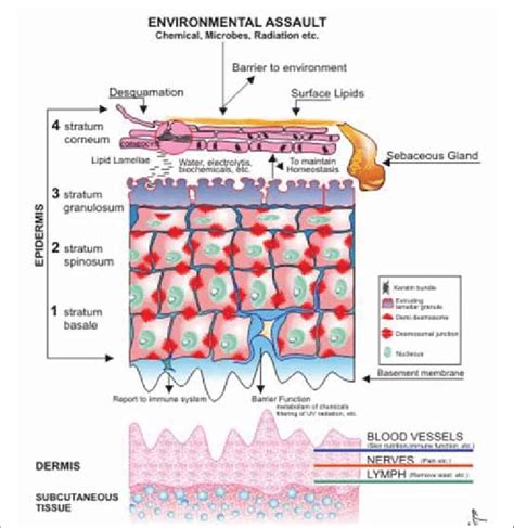 Skin Structure And The Environment Download Scientific Diagram