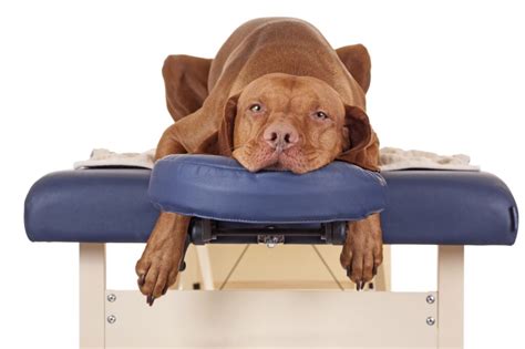 Learning Dog Massage How To Relax Your Dog Zooplus Magazine