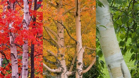 Trees With White Bark 10 Varieties To Bring Contrast Homes And Gardens