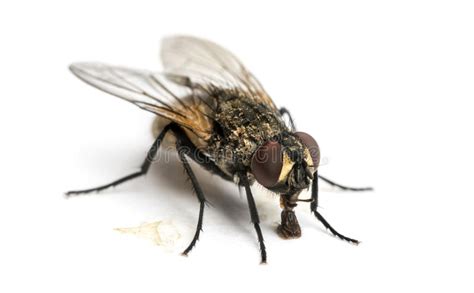 Haben wir noch einen raum vergessen? Dirty Common Housefly Eating, Musca Domestica, Isolated ...
